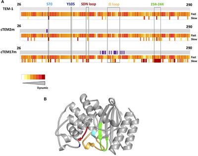 Known Evolutionary Paths Are Accessible to Engineered ß-Lactamases Having Altered Protein Motions at the Timescale of Catalytic Turnover